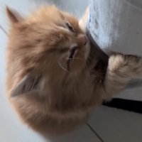 寝る猫