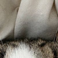 猫の耳
