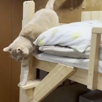 ベッドから下りるひのきちゃん