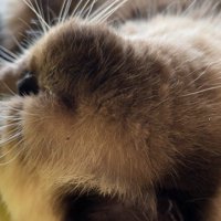 頭のドアップ