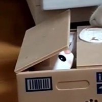箱から顔を出して動かなくなってしまった猫のオモチャ