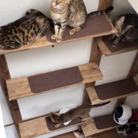 キャットウォールを楽しむ猫