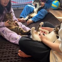 抱っこされる3匹の猫2