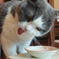 ヒゲにヨーグルトをつけたビビちゃん