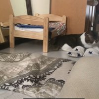 近くで待機する猫