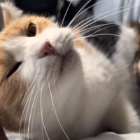 関係なく甘えるミケ