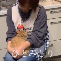 お母さんに顔を埋める子猫