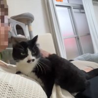 膝に乗るくろまめちゃん