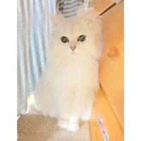 室内にいる猫