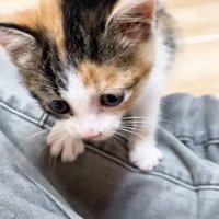 足をよじのぼる子猫