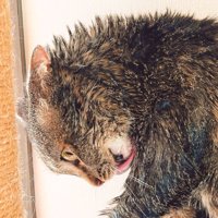 怒りの猫