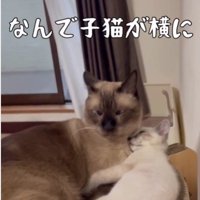 添い寝をしている大人の猫と子猫