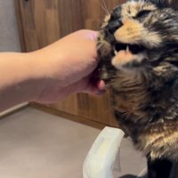 なでられる猫