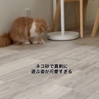 猫砂で遊んでいる猫