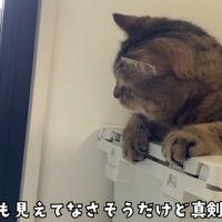 外を覗き込む猫さん
