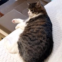 ベッドに横たわる猫