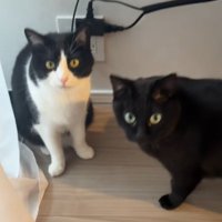 床に座っているハチワレ猫と黒猫