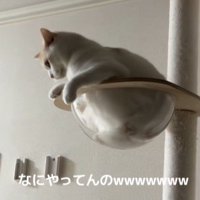 驚いて呆然とする猫