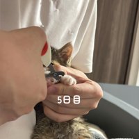 爪切りされる子猫