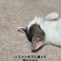眠る子猫の寝顔