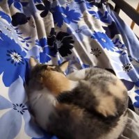 ベッドで寝ている猫