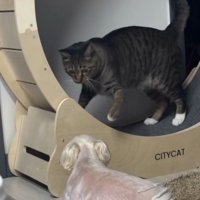 左手を伸ばす猫