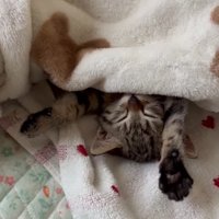 伸びをする猫