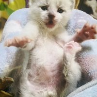 タオルの上で仰向けの子猫