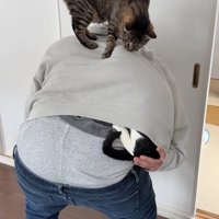 飼い主の背中に乗った2匹の猫