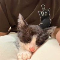 人のひざの上で寝る子猫