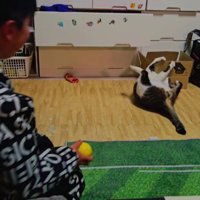 キャッチボールをする男の子と猫