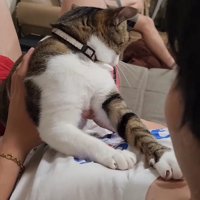 後ろを見る猫
