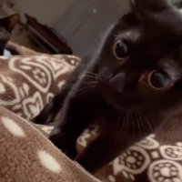 布団の上に乗っている瞳孔が開いた黒猫