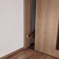 ドアの向こうへ歩いていく猫