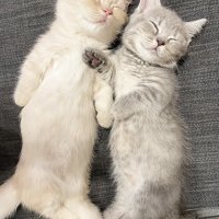 ソファで眠る2匹のマンチカン