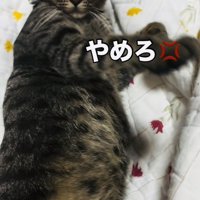 お腹をつつかれて怒るキジトラ猫