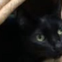 ちぐらに入る猫