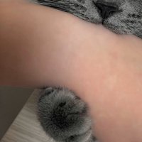 飼い主の手を甘噛みする猫