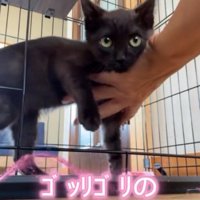 開いているケージの入り口から外に出ようとする黒猫の子猫
