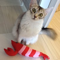 見上げる猫