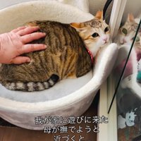 ベッドに横になる猫