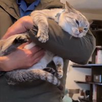 抱っこされておなかをもまれる猫3