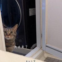 お風呂場を覗き込んでいる猫