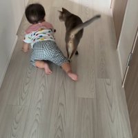 猫とハイハイする赤ちゃん