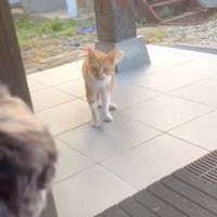 犬と見つめ合う子猫