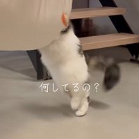 しっぽを踏んでよろける猫