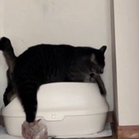 トイレトレイに手をこすりつける猫