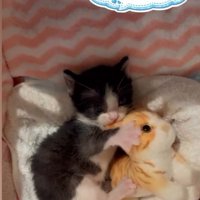 ぬいぐるみにじゃれる子猫