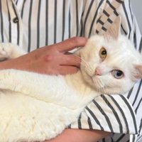 抱かれている猫