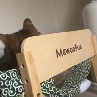 ベッドで寝ている猫